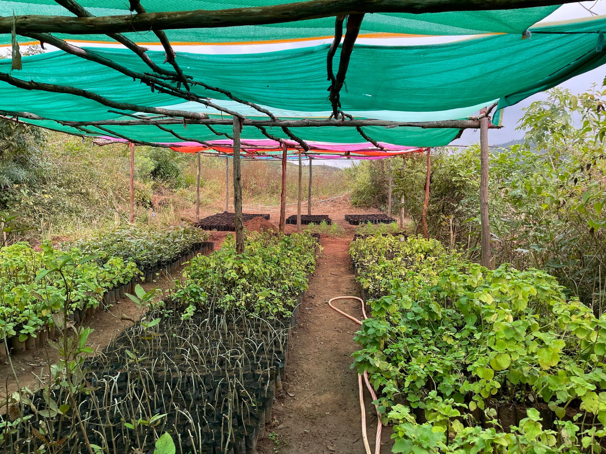 Promotion de l’agroforesterie dans la région tribale de Paderu, Andhra Pradesh, Inde, pour lutter contre le changement climatique dans la région