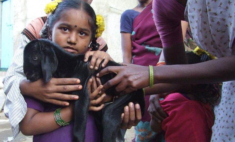Projet Chèvres à Chagalamarri dans l’Andhra Pradesh